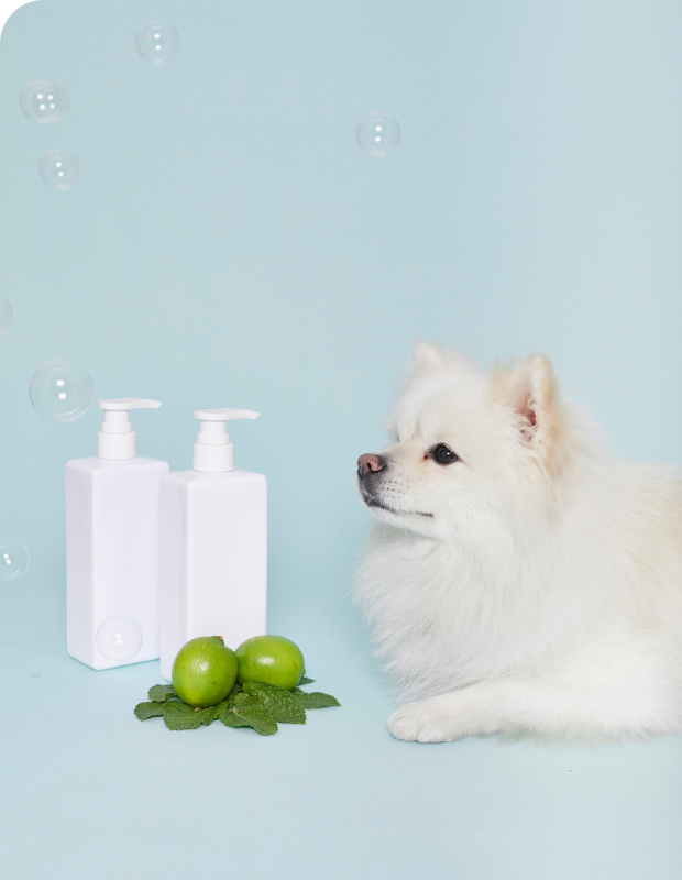 水色の背景で2本の白いボトルを見つめる白い小型犬