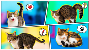 猫の様々な「しっぽの動き」と、それに伴う感情を表すポップなアイコンが配置された、コミック風の分割画像